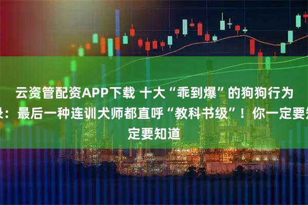 云资管配资APP下载 十大“乖到爆”的狗狗行为实录：最后一种连训犬师都直呼“教科书级”！你一定要知道